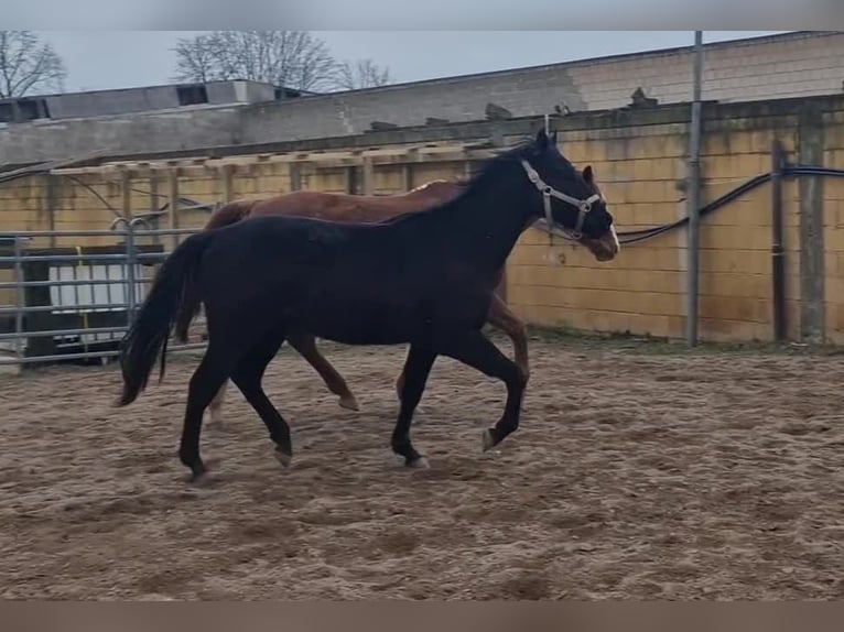 Paint Horse Caballo castrado 3 años 158 cm Negro in Gro&#xDF;-Umstadt