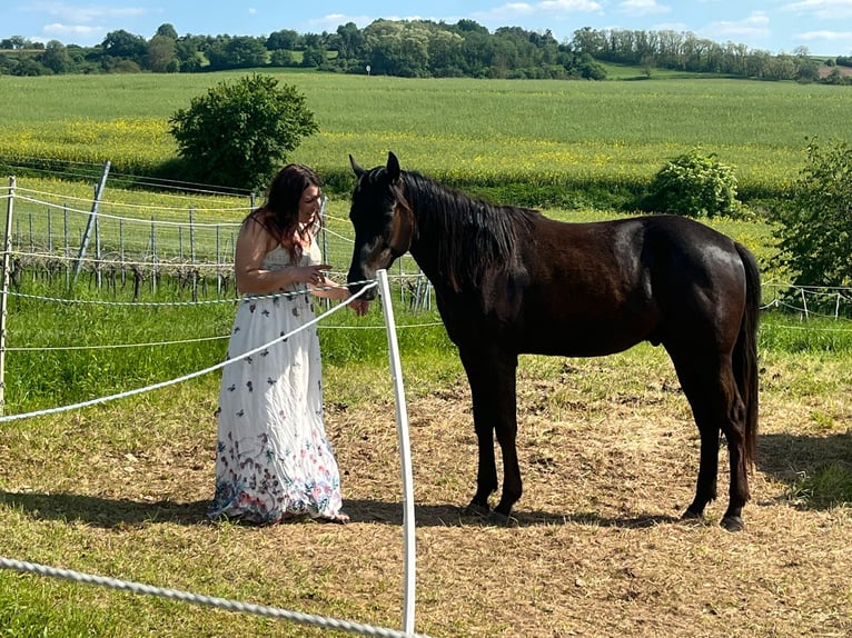 Paint Horse Caballo castrado 3 años 158 cm Negro in Gro&#xDF;-Umstadt