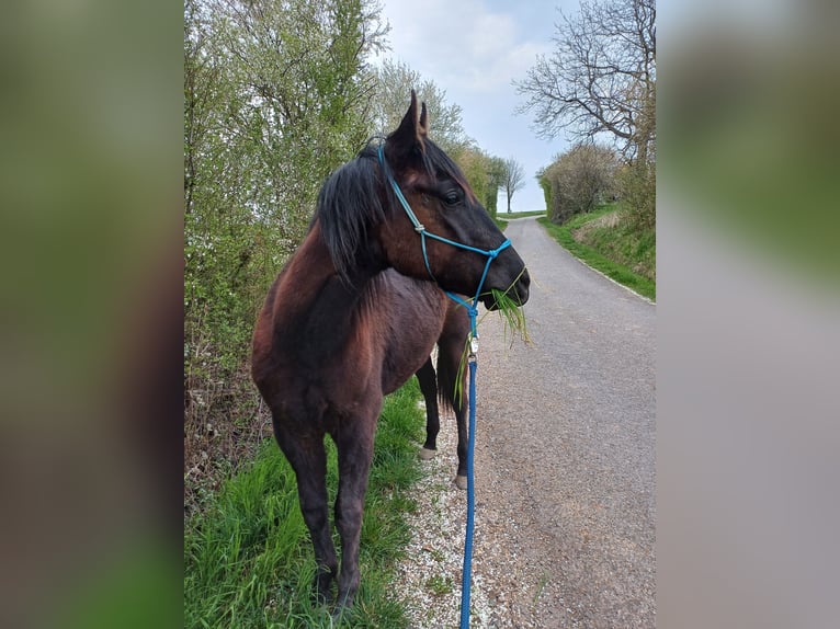 Paint Horse Caballo castrado 3 años 158 cm Negro in Gro&#xDF;-Umstadt