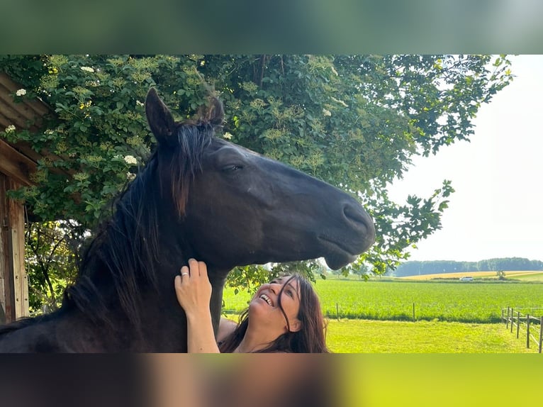 Paint Horse Caballo castrado 3 años 158 cm Negro in Gro&#xDF;-Umstadt