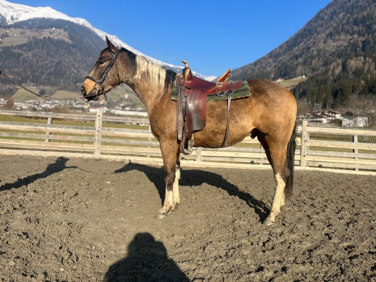 Paint Horse Caballo castrado 3 años Buckskin/Bayo in Sankt Leonhard in Passeier