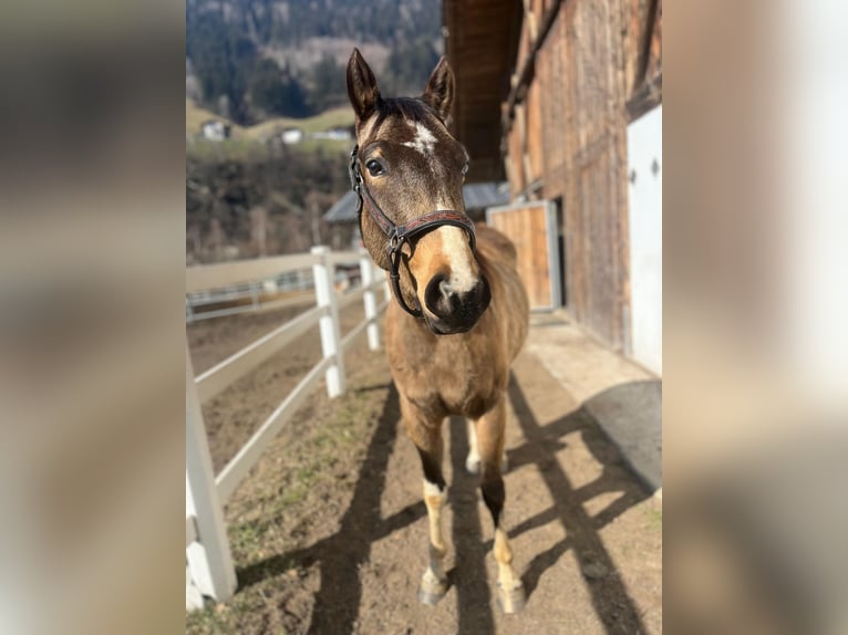 Paint Horse Caballo castrado 3 años Buckskin/Bayo in Sankt Leonhard in Passeier