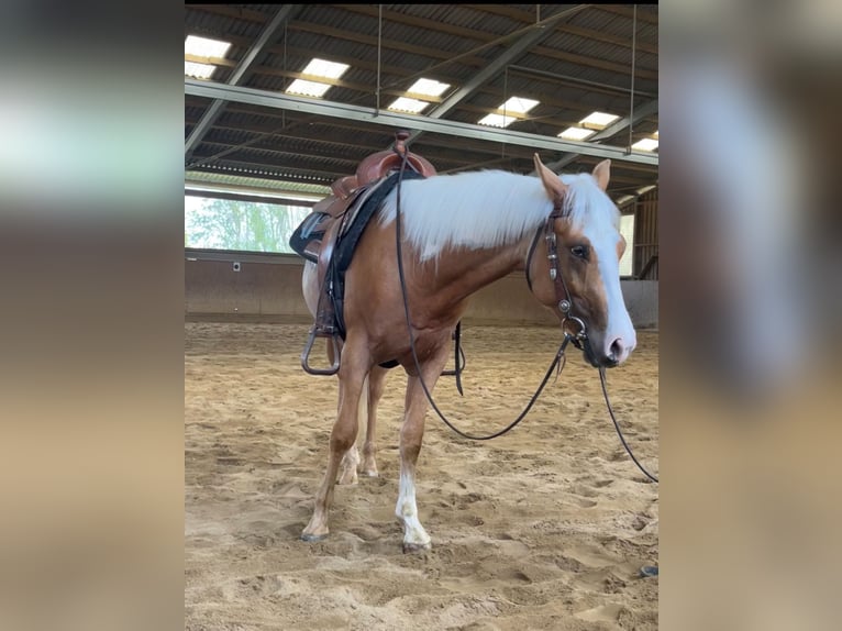 Paint Horse Caballo castrado 3 años Palomino in Wien