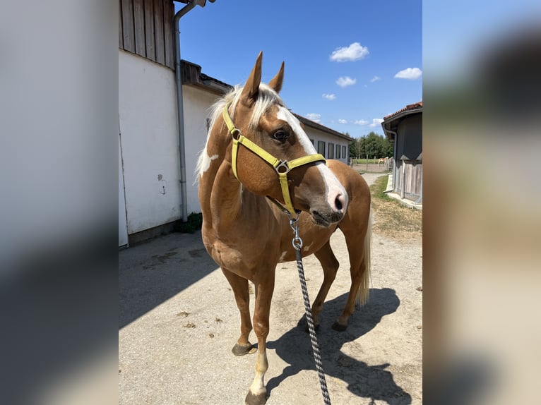 Paint Horse Caballo castrado 3 años Palomino in Wien