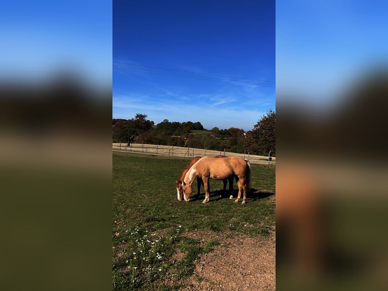 Paint Horse Caballo castrado 3 años Palomino in Wien