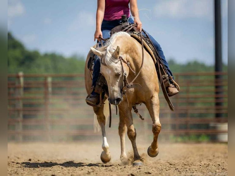 Paint Horse Caballo castrado 4 años 142 cm Palomino in Auburn, KY