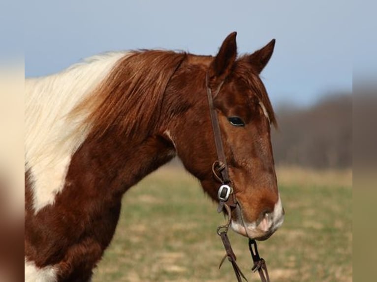 Paint Horse Caballo castrado 4 años 145 cm Alazán-tostado in Somerset