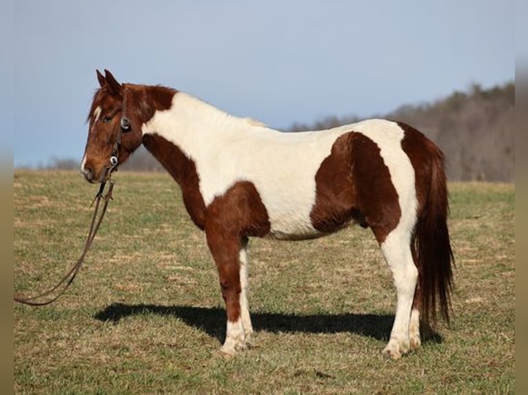 Paint Horse Caballo castrado 4 años 145 cm Alazán-tostado in Somerset