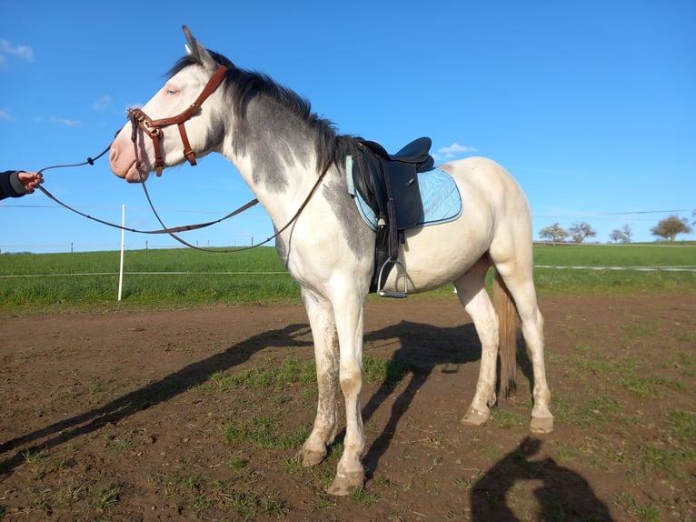 Paint Horse Mestizo Caballo castrado 4 años 145 cm Tobiano-todas las-capas in Villmar