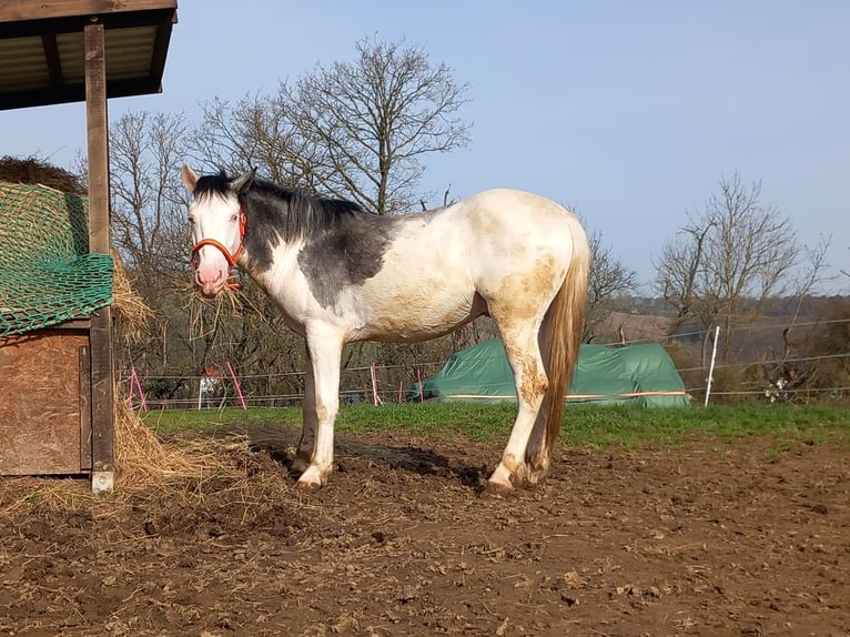 Paint Horse Mestizo Caballo castrado 4 años 145 cm Tobiano-todas las-capas in Villmar