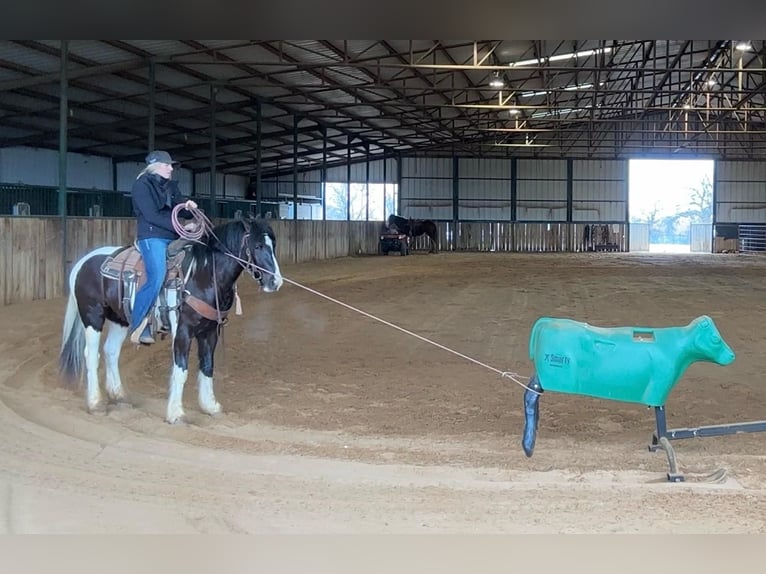 Paint Horse Caballo castrado 4 años 145 cm Tobiano-todas las-capas in Jacksboro TX