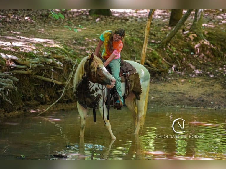 Paint Horse Mestizo Caballo castrado 4 años 147 cm in Clover, SC