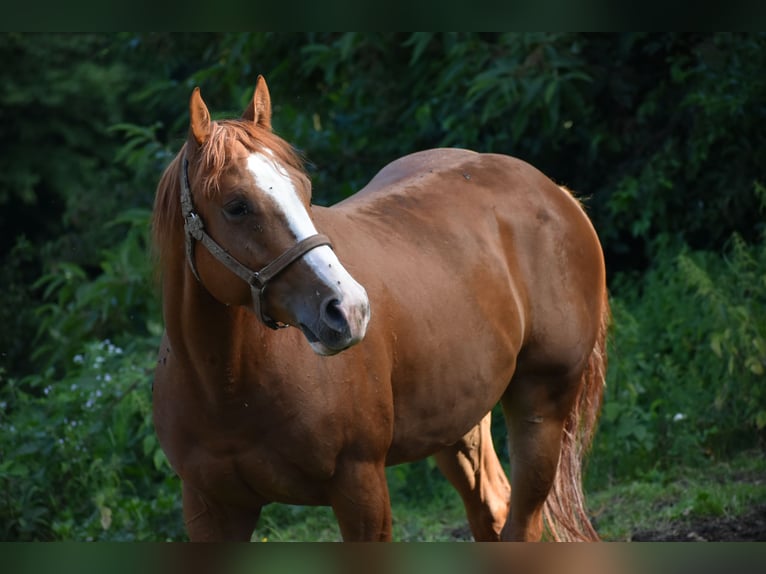 Paint Horse Caballo castrado 4 años 150 cm Alazán rojizo in Lesično