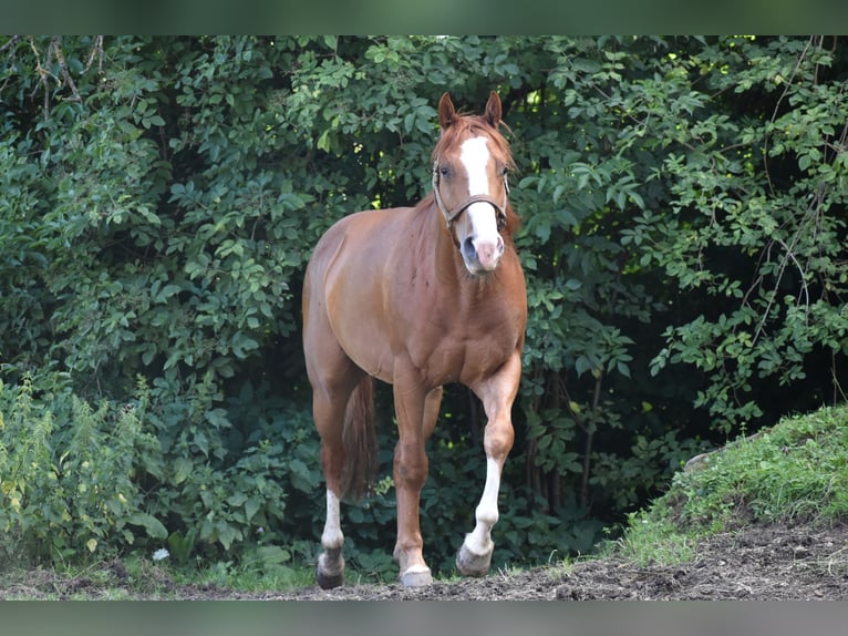 Paint Horse Caballo castrado 4 años 150 cm Alazán rojizo in Lesično