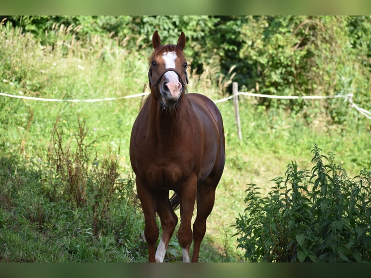 Paint Horse Caballo castrado 4 años 150 cm Alazán rojizo in Lesično