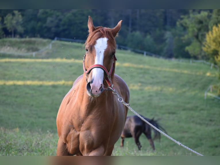 Paint Horse Caballo castrado 4 años 150 cm Alazán rojizo in Lesično