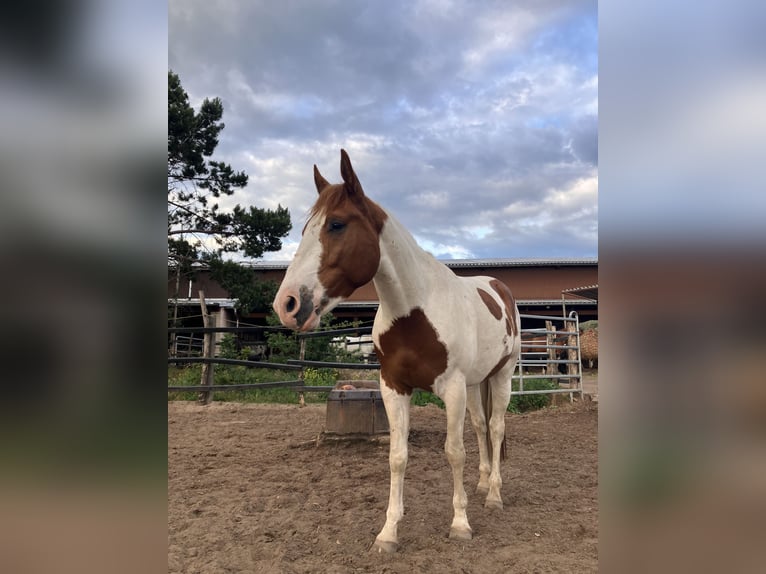 Paint Horse Caballo castrado 4 años 150 cm Tobiano-todas las-capas in Brandenburg an der Havel