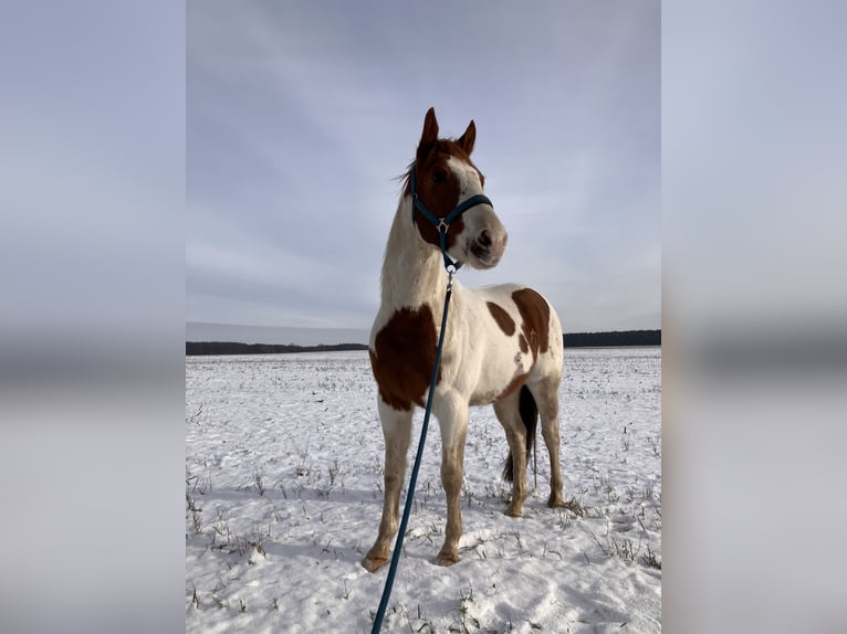 Paint Horse Caballo castrado 4 años 150 cm Tobiano-todas las-capas in Brandenburg an der Havel