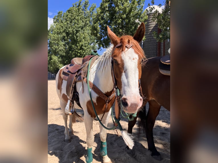 Paint Horse Caballo castrado 4 años 150 cm Tobiano-todas las-capas in Brandenburg an der Havel