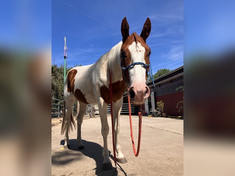 Paint Horse Caballo castrado 4 años 150 cm Tobiano-todas las-capas in Brandenburg an der Havel