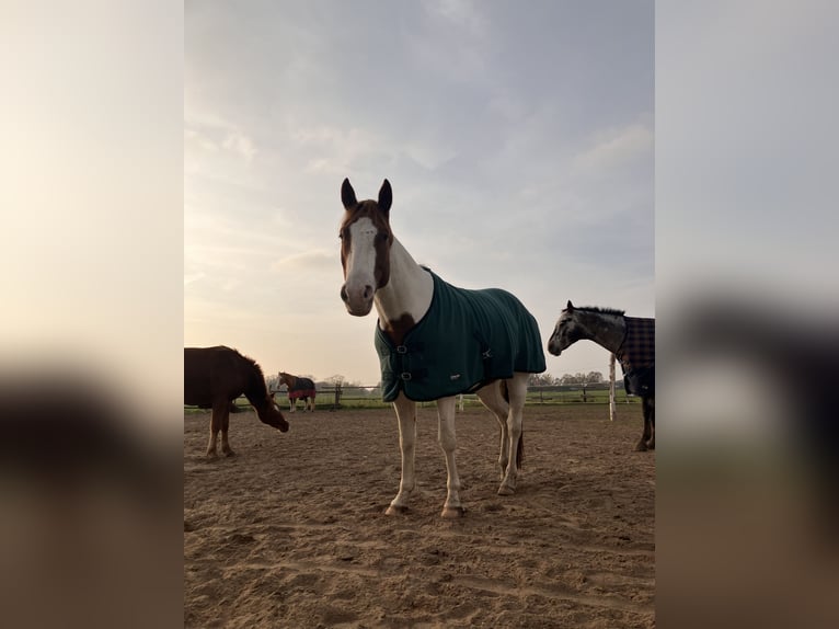 Paint Horse Caballo castrado 4 años 150 cm Tobiano-todas las-capas in Brandenburg an der Havel