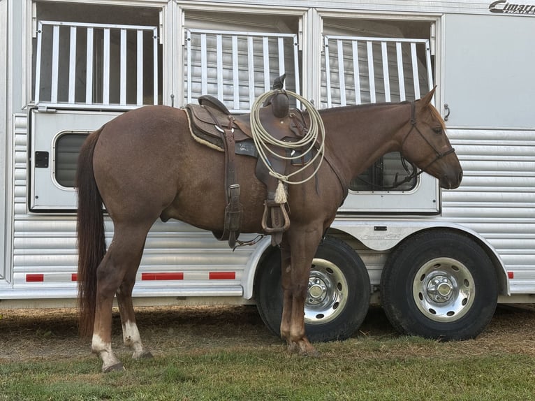 Paint Horse Caballo castrado 4 años 152 cm Alazán-tostado in Winnie