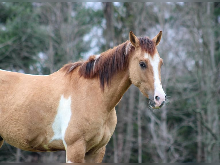 Paint Horse Caballo castrado 4 años 152 cm Bayo in LExington IN