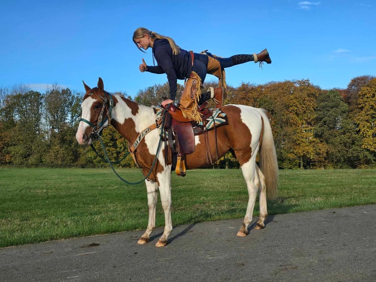 Paint Horse Caballo castrado 4 años 152 cm Pío in Linkenbach