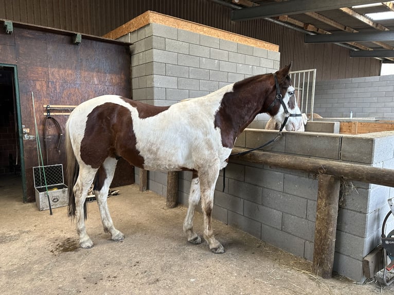 Paint Horse Caballo castrado 4 años 152 cm Pío in Lützelbach