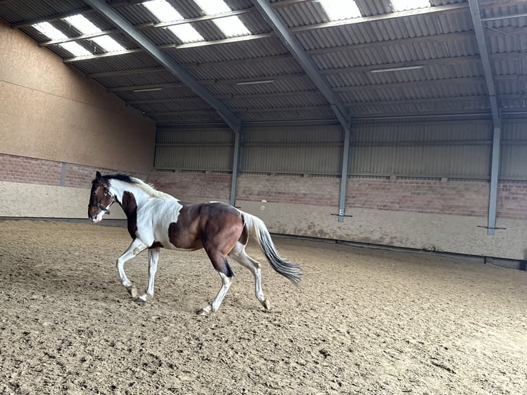 Paint Horse Caballo castrado 4 años 152 cm Pío in Lützelbach