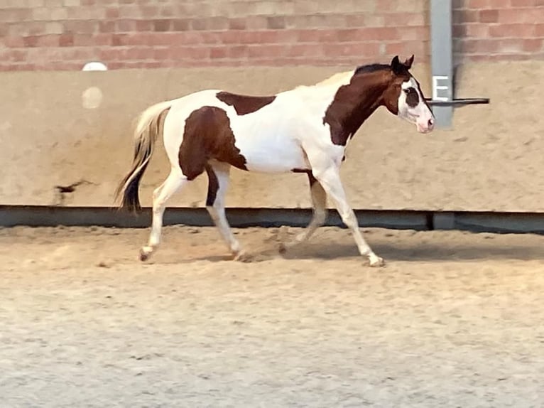 Paint Horse Caballo castrado 4 años 152 cm Pío in Lützelbach