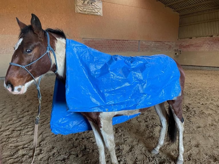 Paint Horse Caballo castrado 4 años 152 cm Pío in Swisttal