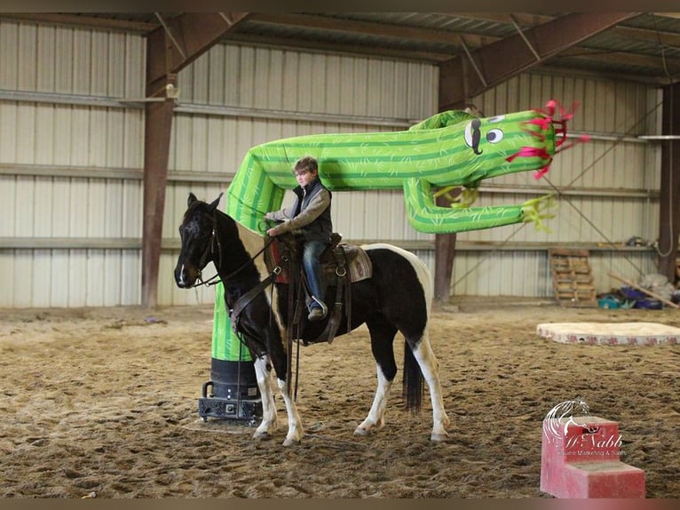 Paint Horse Caballo castrado 4 años 152 cm Tobiano-todas las-capas in Ranchester, WY