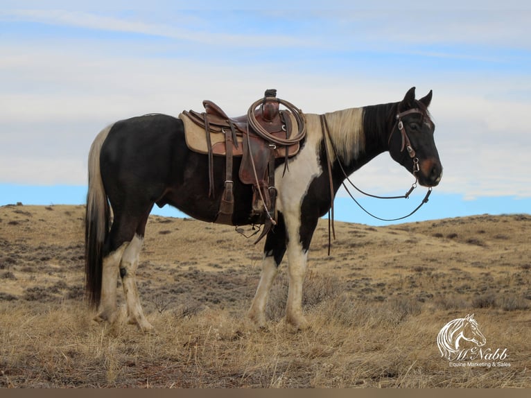 Paint Horse Caballo castrado 4 años 152 cm Tobiano-todas las-capas in Ranchester, WY