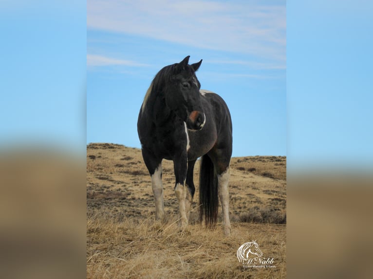 Paint Horse Caballo castrado 4 años 152 cm Tobiano-todas las-capas in Ranchester, WY