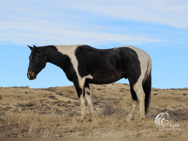 Paint Horse Caballo castrado 4 años 152 cm Tobiano-todas las-capas in Ranchester, WY