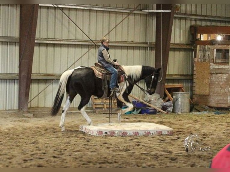 Paint Horse Caballo castrado 4 años 152 cm Tobiano-todas las-capas in Ranchester, WY