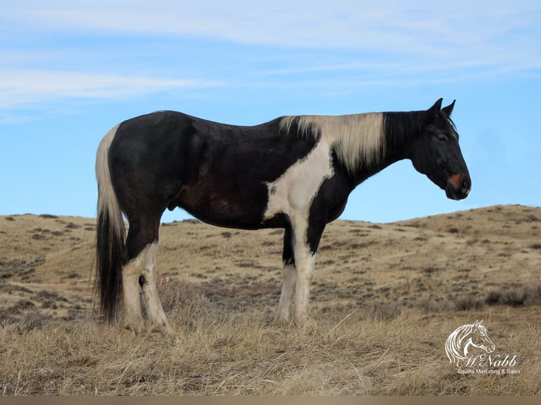 Paint Horse Caballo castrado 4 años 152 cm Tobiano-todas las-capas in Ranchester, WY