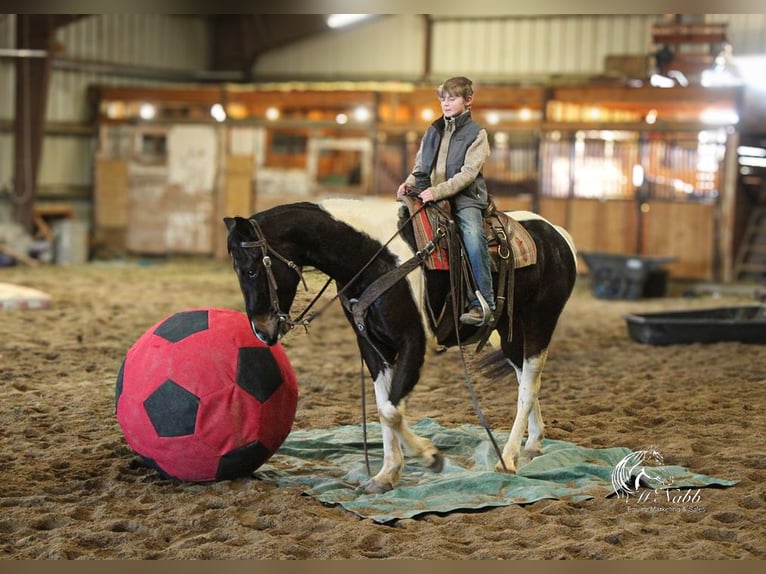 Paint Horse Caballo castrado 4 años 152 cm Tobiano-todas las-capas in Ranchester, WY