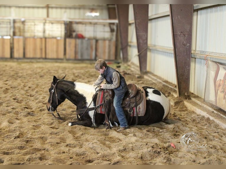 Paint Horse Caballo castrado 4 años 152 cm Tobiano-todas las-capas in Ranchester, WY