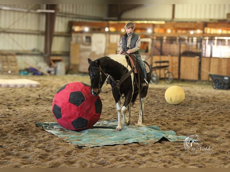 Paint Horse Caballo castrado 4 años 152 cm Tobiano-todas las-capas in Ranchester, WY