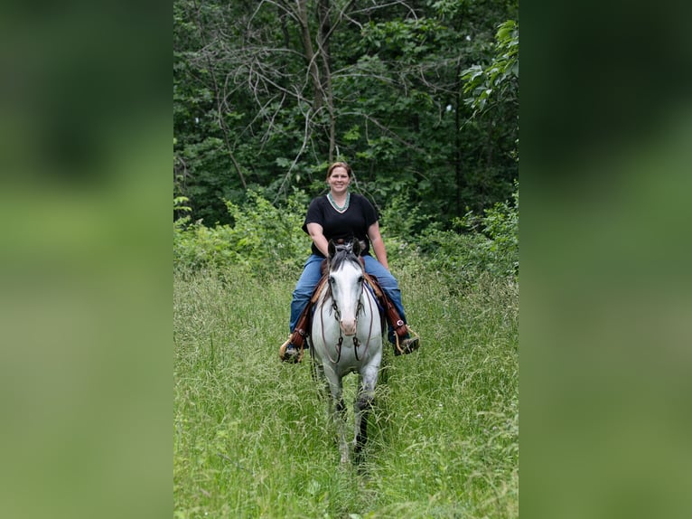 Paint Horse Caballo castrado 4 años 152 cm Tordo in Dodgeville, WI