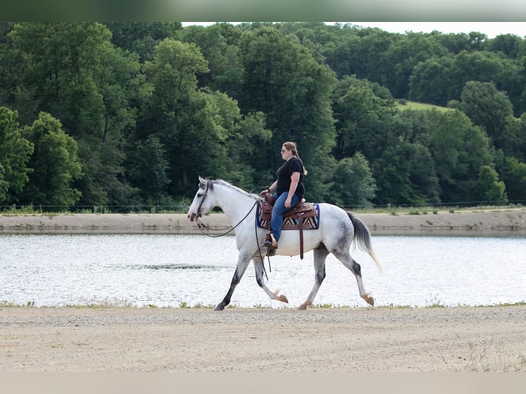 Paint Horse Caballo castrado 4 años 152 cm Tordo in Dodgeville, WI