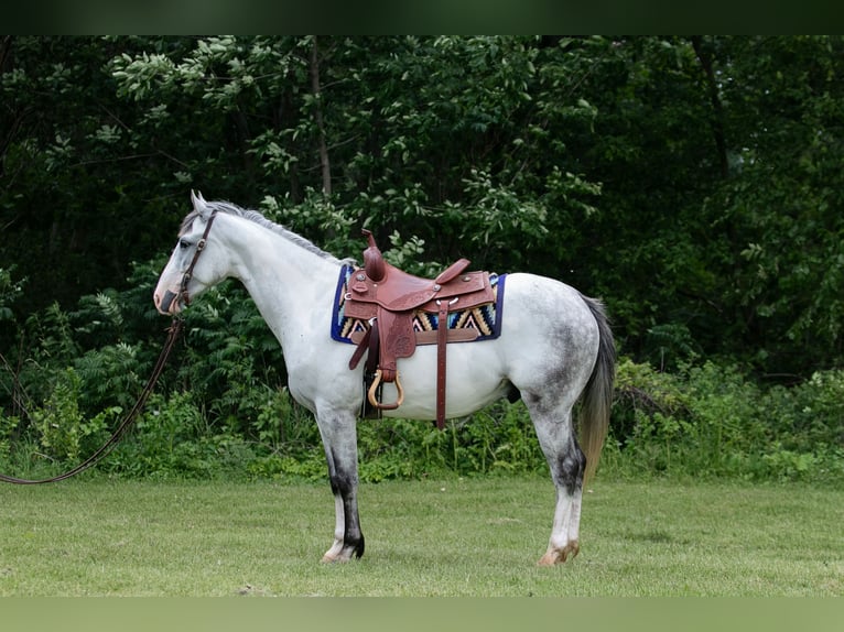 Paint Horse Caballo castrado 4 años 152 cm Tordo in Dodgeville, WI