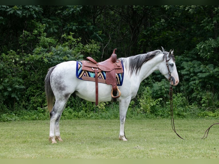 Paint Horse Caballo castrado 4 años 152 cm Tordo in Dodgeville, WI