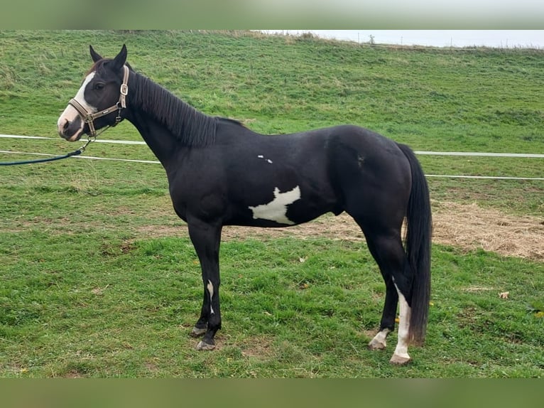 Paint Horse Caballo castrado 4 años 153 cm Overo-todas las-capas in Lichtenau