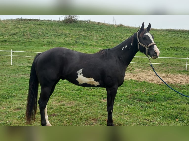 Paint Horse Caballo castrado 4 años 153 cm Overo-todas las-capas in Lichtenau