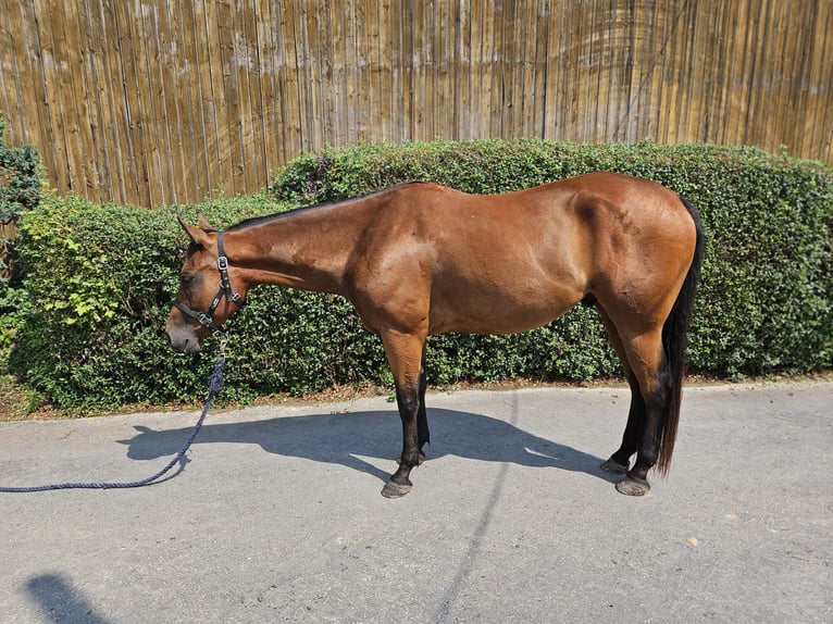 Paint Horse Caballo castrado 4 años 154 cm Castaño in Bergkamen