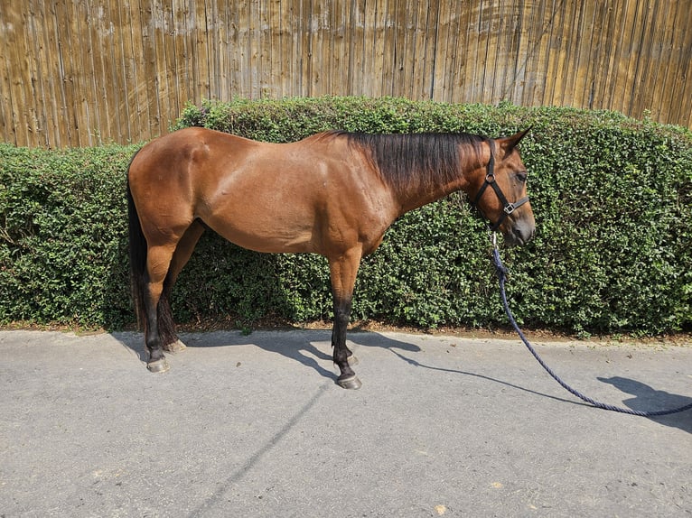 Paint Horse Caballo castrado 4 años 154 cm Castaño in Bergkamen