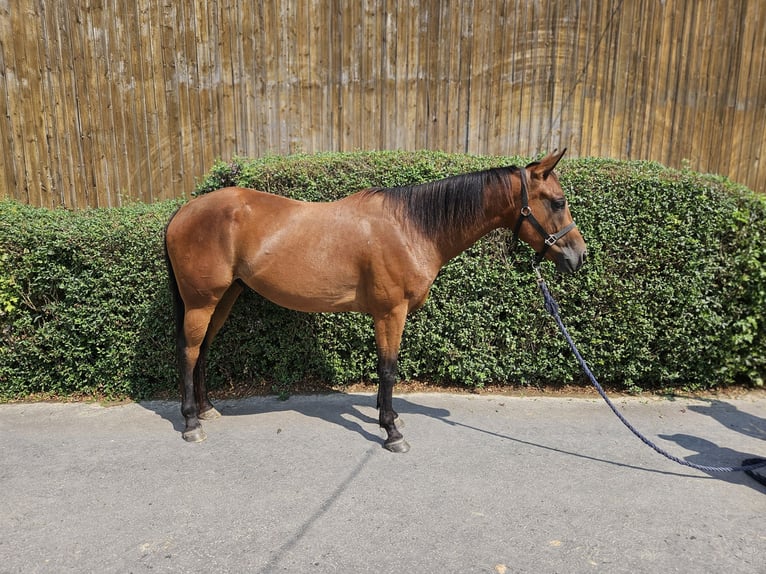 Paint Horse Caballo castrado 4 años 154 cm Castaño in Bergkamen